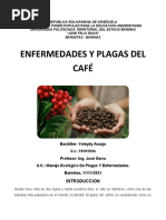 Plagas y Enfermedades Del Café