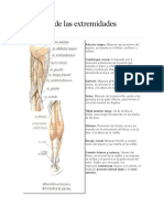 Músculos de Las Extremidades Inferiores