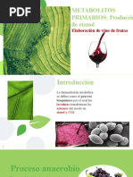 Fermentaciòn Alcoholica