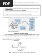 Aplicação Dos Diversos Transportes Membranares À Transmissão Do Impulso Nervoso - Apontamentos