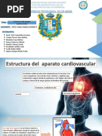 Estructura Del Aparato Cardiovascular