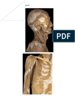 Cadaver Images For Exam IV