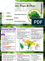 OrganologíaVegetal III Sem30 (Seca)