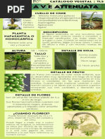 Especies Modelo Canva