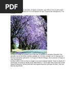 La Jacaranda Es Un Árbol Caducifolio