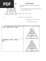 Energy Pyramid Worksheet MTI