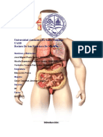 El Sistema Digestivo y Respiratorio