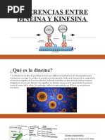 Diferencias Entre Dineina y Kinesina