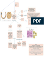 Mapa Conceptual Tejido Adiposo
