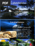 Los Platelmintos Tutoria 3