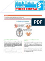 Sistema Nervioso Central para Tercer Grado de Secundaria