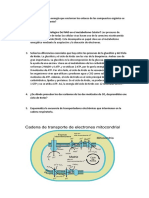 Fermentacion Preguntas