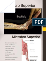 Present Musculos Miembro Superior