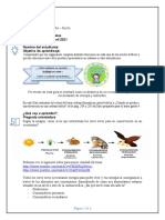 Guia 4º Cadena y Piramide Trofica Estudiante