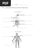 Prueba Ciencias Naturales Cuerpo Humano