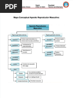 PDF Mapa Conceptual Aparato Reproductor Masculino y Femeninodocx Compress