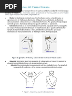 Movimientos Básicos Del Cuerpo Humano