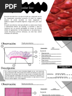 Musculo Liso y Catlaginoso