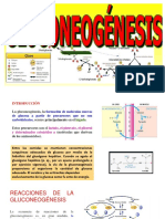 Presentación 10 GLUCONEOGENESIS