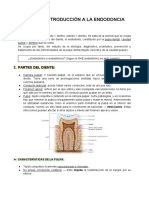 Introducción A La Endodoncia