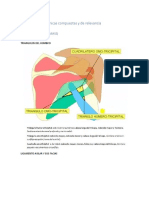 Estructuras Anatómicas Compuestas y de Relevancia