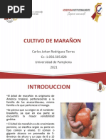 Cultivo de Marañon