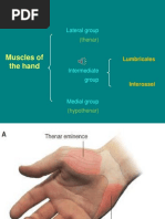 Muscles of Hand