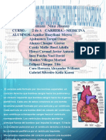 Musculos Del Corazon-1