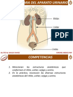 Anatomis Urinaria-1