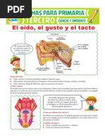 El Oído El Gusto y El Tacto para Tercero de Primaria