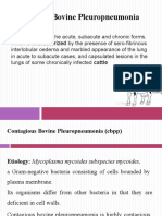 Contagious Bovine Pleuropneumonia