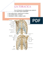 Abdomen y Torax