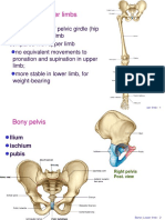 Bone Limb Lower