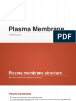 Cell Membrane