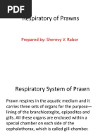 Prawns - Respiratory System