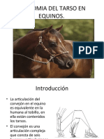 Anatomai Del Tarso en Equinos Miguel