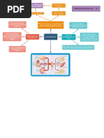 Mapa Mental Distribución