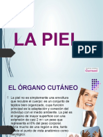 Organo Cutaneo. Epidermis, Dermis, Hipodermis