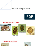 Reconocimiento de Parasitos Final