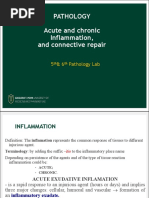 Lab 5-6 Acute-Chronic Inflammation - Reparare