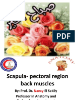 3-Pectoral Region