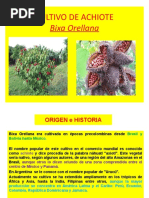 Cultivo de Achiote