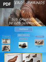 Trabajo Órganos de Los Sentidos Cetáceos