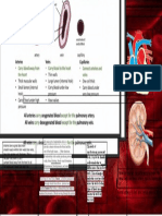 Vein Artery Capillary: Thin Wall Wide Lumen Valve Thick Wall Narrow Lumen One Cell Thick Wall