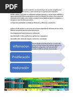 Fases de La Cicatrizacion