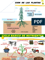 1 Nutricion Vegetal