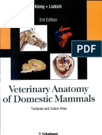 Veterinary Anatomy of Domestic Mammals (PDFDrive)