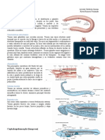 Grupos. Myxines, Cephalaspidomorphi, Chondrichthyes y Ostheichthyes