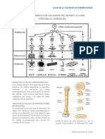 Tema 14 - Desarrollo de Craneo y Cara - Embriologia