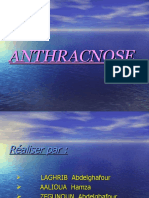 ANTHRACNOSE